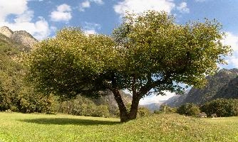 Chestnut in Grisons, grisons, summer, tree, meadow, alps, europe, woods, switzerland, mesocco, rural, chestnut, field