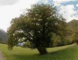 Chestnut in Grisons, grisons, summer, tree, meadow, alps, europe, woods, switzerland, mesocco, rural, chestnut, field