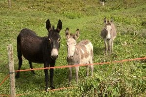 Asses, grisons, donkey, equine, mammal, grass, ass, agriculture, switzerland, outdoors, europe, brown, mesocco, meadow, animal, rural, pasture, field, mule, horse, livestock, nature, farm, domestic, animals