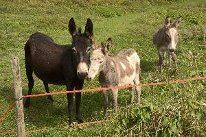Asses, grisons, donkey, equine, mammal, grass, ass, agriculture, switzerland, outdoors, europe, brown, mesocco, meadow, animal, rural, pasture, field, mule, horse, livestock, nature, farm, domestic, animals
