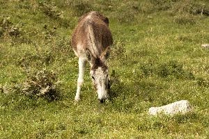 Ass, grisons, donkey, equine, mammal, grass, ass, agriculture, switzerland, outdoors, europe, brown, mesocco, meadow, animal, rural, pasture, field, mule, horse, livestock, nature, farm, domestic, animals