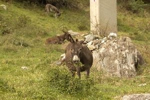 Ass, grisons, donkey, equine, mammal, grass, ass, agriculture, switzerland, outdoors, europe, brown, mesocco, meadow, animal, rural, pasture, field, mule, horse, livestock, nature, farm, domestic, animals
