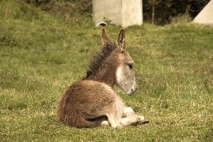 Ass, grisons, donkey, equine, mammal, grass, ass, agriculture, switzerland, outdoors, europe, brown, mesocco, meadow, animal, rural, pasture, field, mule, horse, livestock, nature, farm, domestic, animals