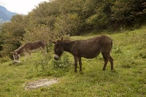 Asses, grisons, donkey, equine, mammal, grass, ass, agriculture, switzerland, outdoors, europe, brown, mesocco, meadow, animal, rural, pasture, field, mule, horse, livestock, nature, farm, domestic, animals