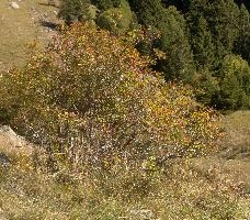 Berries in Grisons, switzerland