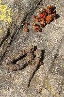 Animal Spoor, mesocco, waste, droppings, animal, shit, grisons, spoor, switzerland, scat, berries, excrement