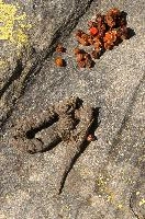 Animal Spoor, mesocco, waste, droppings, animal, shit, grisons, spoor, switzerland, scat, berries, excrement