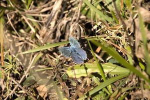 Blue butterfly, switzerland