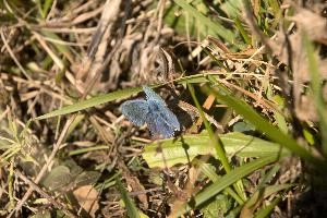 Blue butterfly, switzerland