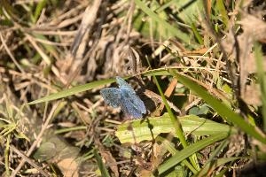 Blue butterfly, switzerland