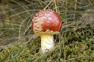 Amanita muscaria, grisons, red, toadstool, pine, amanita, field, europe, white, switzerland, muscaria, mesocco, spotted, poisonous, hallucinogenic, mushroom, forest, agaric, fly, colourful, bright