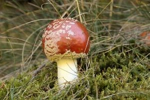Amanita muscaria, grisons, red, toadstool, pine, amanita, field, europe, white, switzerland, muscaria, mesocco, spotted, poisonous, hallucinogenic, mushroom, forest, agaric, fly, colourful, bright