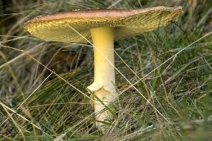Amanita muscaria, grisons, red, toadstool, pine, amanita, field, europe, white, switzerland, muscaria, mesocco, spotted, poisonous, hallucinogenic, mushroom, forest, agaric, fly, colourful, bright