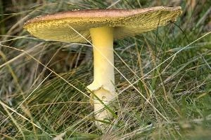 Amanita muscaria, grisons, red, toadstool, pine, amanita, field, europe, white, switzerland, muscaria, mesocco, spotted, poisonous, hallucinogenic, mushroom, forest, agaric, fly, colourful, bright