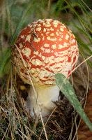 Amanita muscaria, grisons, red, toadstool, pine, amanita, field, europe, white, switzerland, muscaria, mesocco, spotted, poisonous, hallucinogenic, mushroom, forest, agaric, fly, colourful, bright