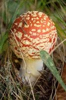 Amanita muscaria, grisons, red, toadstool, pine, amanita, field, europe, white, switzerland, muscaria, mesocco, spotted, poisonous, hallucinogenic, mushroom, forest, agaric, fly, colourful, bright