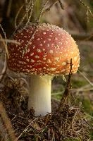 Amanita muscaria, grisons, red, toadstool, pine, amanita, field, europe, white, switzerland, muscaria, mesocco, spotted, poisonous, hallucinogenic, mushroom, forest, agaric, fly, colourful, bright