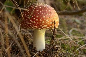 Amanita muscaria, grisons, red, toadstool, pine, amanita, field, europe, white, switzerland, muscaria, mesocco, spotted, poisonous, hallucinogenic, mushroom, forest, agaric, fly, colourful, bright