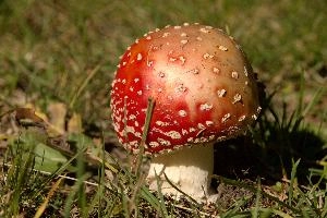 Amanita muscaria, grisons, red, toadstool, pine, amanita, field, europe, white, switzerland, muscaria, mesocco, spotted, poisonous, hallucinogenic, mushroom, forest, agaric, fly, colourful, bright