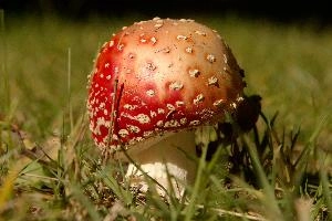 Amanita muscaria, grisons, red, toadstool, pine, amanita, field, europe, white, switzerland, muscaria, mesocco, spotted, poisonous, hallucinogenic, mushroom, forest, agaric, fly, colourful, bright
