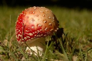 Amanita muscaria, grisons, red, toadstool, pine, amanita, field, europe, white, switzerland, muscaria, mesocco, spotted, poisonous, hallucinogenic, mushroom, forest, agaric, fly, colourful, bright