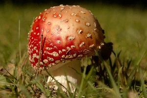 Amanita muscaria, grisons, red, toadstool, pine, amanita, field, europe, white, switzerland, muscaria, mesocco, spotted, poisonous, hallucinogenic, mushroom, forest, agaric, fly, colourful, bright