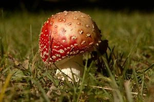 Amanita muscaria, grisons, red, toadstool, pine, amanita, field, europe, white, switzerland, muscaria, mesocco, spotted, poisonous, hallucinogenic, mushroom, forest, agaric, fly, colourful, bright