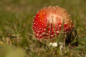 Amanita muscaria, grisons, red, toadstool, pine, amanita, field, europe, white, switzerland, muscaria, mesocco, spotted, poisonous, hallucinogenic, mushroom, forest, agaric, fly, colourful, bright