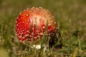 Amanita muscaria, grisons, red, toadstool, pine, amanita, field, europe, white, switzerland, muscaria, mesocco, spotted, poisonous, hallucinogenic, mushroom, forest, agaric, fly, colourful, bright