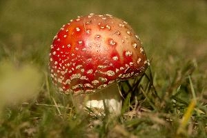 Amanita muscaria, grisons, red, toadstool, pine, amanita, field, europe, white, switzerland, muscaria, mesocco, spotted, poisonous, hallucinogenic, mushroom, forest, agaric, fly, colourful, bright