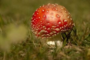Amanita muscaria, grisons, red, toadstool, pine, amanita, field, europe, white, switzerland, muscaria, mesocco, spotted, poisonous, hallucinogenic, mushroom, forest, agaric, fly, colourful, bright