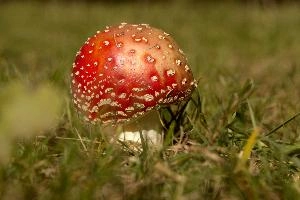 Amanita muscaria, grisons, red, toadstool, pine, amanita, field, europe, white, switzerland, muscaria, mesocco, spotted, poisonous, hallucinogenic, mushroom, forest, agaric, fly, colourful, bright