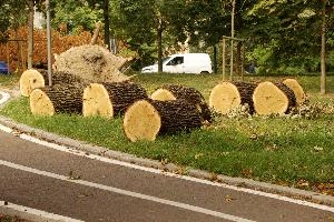 Fallen Tree in Milano, weather, extreme, fallen, tree, foliage, damage, heating, storm, wind, italy, warming, milan, global, europe, climate change