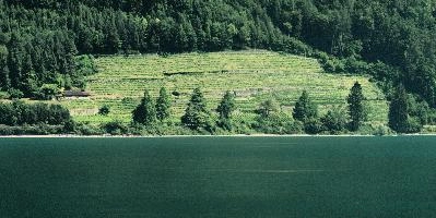 Vineyard on the Walensee, Switzerland, lake, switzerland, weinberg, walensee, mols, walenstadt, walen, vineyard