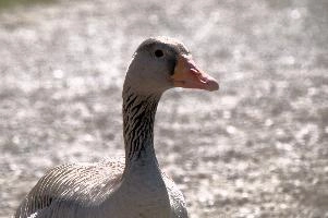 dsc_250515.jpg