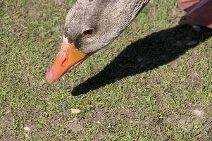 dsc_250542.jpg