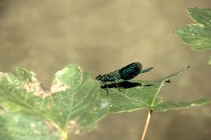 Banded demoiselle male (Calopteryx splendens) by the Isar river in Münich, aquatic, munich, green, odonata, flying, isar, macro, insects, insect, river, blue, close-up, damselfly, translucent, nature, beautiful, splendens, transparent, dragonfly, closeup, calopteryx, perching, wildlife, leaf, agrion, predator, wild, fly, demoiselle, invertebrate, animal, grass, banded, arthropod, sunshine, wing, male, wings, summer, bug