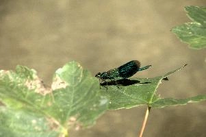 Banded demoiselle male (Calopteryx splendens) by the Isar river in Münich, aquatic, munich, green, odonata, flying, isar, macro, insects, insect, river, blue, close-up, damselfly, translucent, nature, beautiful, splendens, transparent, dragonfly, closeup, calopteryx, perching, wildlife, leaf, agrion, predator, wild, fly, demoiselle, invertebrate, animal, grass, banded, arthropod, sunshine, wing, male, wings, summer, bug