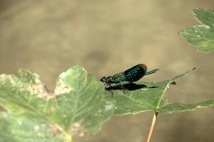 Banded demoiselle male (Calopteryx splendens) by the Isar river in Münich, aquatic, munich, green, odonata, flying, isar, macro, insects, insect, river, blue, close-up, damselfly, translucent, nature, beautiful, splendens, transparent, dragonfly, closeup, calopteryx, perching, wildlife, leaf, agrion, predator, wild, fly, demoiselle, invertebrate, animal, grass, banded, arthropod, sunshine, wing, male, wings, summer, bug