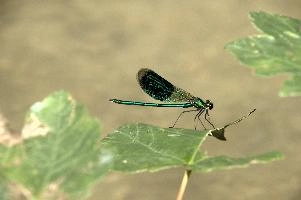 Banded demoiselle male (Calopteryx splendens) by the Isar river in Münich, aquatic, munich, green, odonata, flying, isar, macro, insects, insect, river, blue, close-up, damselfly, translucent, nature, beautiful, splendens, transparent, dragonfly, closeup, calopteryx, perching, wildlife, leaf, agrion, predator, wild, fly, demoiselle, invertebrate, animal, grass, banded, arthropod, sunshine, wing, male, wings, summer, bug