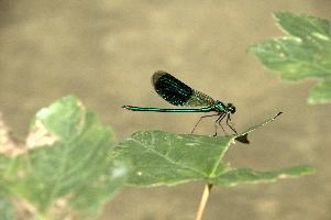 Banded demoiselle male (Calopteryx splendens) by the Isar river in Münich, aquatic, munich, green, odonata, flying, isar, macro, insects, insect, river, blue, close-up, damselfly, translucent, nature, beautiful, splendens, transparent, dragonfly, closeup, calopteryx, perching, wildlife, leaf, agrion, predator, wild, fly, demoiselle, invertebrate, animal, grass, banded, arthropod, sunshine, wing, male, wings, summer, bug