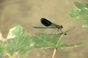 Banded demoiselle male (Calopteryx splendens) by the Isar river in Münich, aquatic, munich, green, odonata, flying, isar, macro, insects, insect, river, blue, close-up, damselfly, translucent, nature, beautiful, splendens, transparent, dragonfly, closeup, calopteryx, perching, wildlife, leaf, agrion, predator, wild, fly, demoiselle, invertebrate, animal, grass, banded, arthropod, sunshine, wing, male, wings, summer, bug