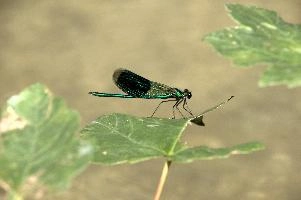 Banded demoiselle male (Calopteryx splendens) by the Isar river in Münich, aquatic, munich, green, odonata, flying, isar, macro, insects, insect, river, blue, close-up, damselfly, translucent, nature, beautiful, splendens, transparent, dragonfly, closeup, calopteryx, perching, wildlife, leaf, agrion, predator, wild, fly, demoiselle, invertebrate, animal, grass, banded, arthropod, sunshine, wing, male, wings, summer, bug