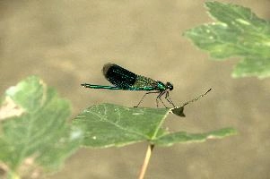 Banded demoiselle male (Calopteryx splendens) by the Isar river in Münich, aquatic, munich, green, odonata, flying, isar, macro, insects, insect, river, blue, close-up, damselfly, translucent, nature, beautiful, splendens, transparent, dragonfly, closeup, calopteryx, perching, wildlife, leaf, agrion, predator, wild, fly, demoiselle, invertebrate, animal, grass, banded, arthropod, sunshine, wing, male, wings, summer, bug