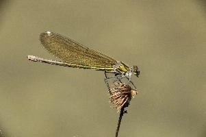 Banded demoiselle female (Calopteryx splendens) by the Isar river in Münich, aquatic, munich, flying, isar, insect, river, damselfly, translucent, splendens, transparent, calopteryx, perching, wildlife, agrion, predator, wild, demoiselle, invertebrate, animal, banded, arthropod, sunshine, female, wings, summer