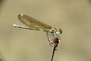 Banded demoiselle female (Calopteryx splendens) by the Isar river in Münich, aquatic, munich, flying, isar, insect, river, damselfly, translucent, splendens, transparent, calopteryx, perching, wildlife, agrion, predator, wild, demoiselle, invertebrate, animal, banded, arthropod, sunshine, female, wings, summer