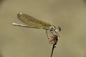 Banded demoiselle female (Calopteryx splendens) by the Isar river in Münich, aquatic, munich, flying, isar, insect, river, damselfly, translucent, splendens, transparent, calopteryx, perching, wildlife, agrion, predator, wild, demoiselle, invertebrate, animal, banded, arthropod, sunshine, female, wings, summer
