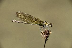 Banded demoiselle female (Calopteryx splendens) by the Isar river in Münich, aquatic, munich, flying, isar, insect, river, damselfly, translucent, splendens, transparent, calopteryx, perching, wildlife, agrion, predator, wild, demoiselle, invertebrate, animal, banded, arthropod, sunshine, female, wings, summer