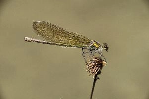 Banded demoiselle female (Calopteryx splendens) by the Isar river in Münich, aquatic, munich, flying, isar, insect, river, damselfly, translucent, splendens, transparent, calopteryx, perching, wildlife, agrion, predator, wild, demoiselle, invertebrate, animal, banded, arthropod, sunshine, female, wings, summer