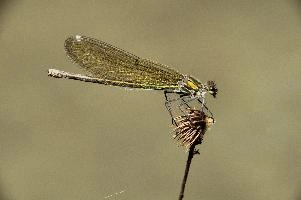 Banded demoiselle female (Calopteryx splendens) by the Isar river in Münich, aquatic, munich, flying, isar, insect, river, damselfly, translucent, splendens, transparent, calopteryx, perching, wildlife, agrion, predator, wild, demoiselle, invertebrate, animal, banded, arthropod, sunshine, female, wings, summer